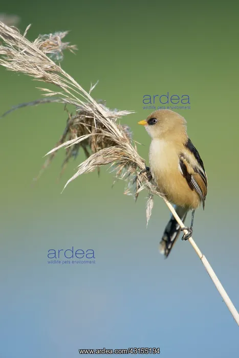  : Bearded Tit