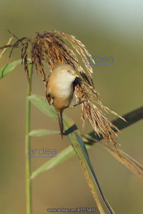 : Bearded Tit : Bearded Tit