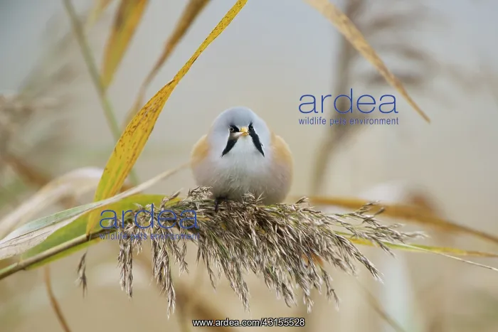 : Bearded Tit : Bearded Tit