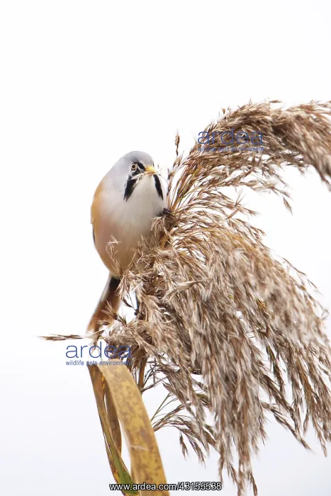 : Bearded Tit