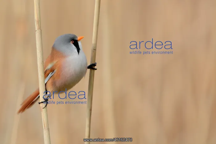  : Bearded Tit