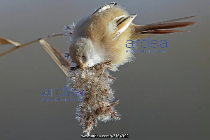  : Bearded Tit
