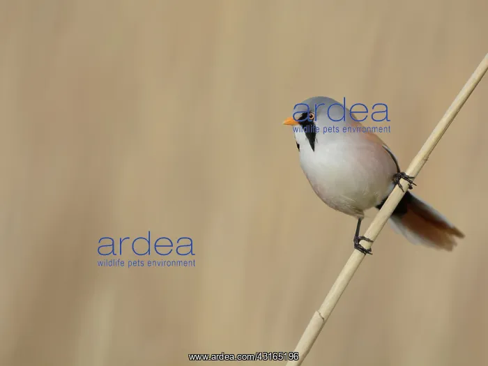 : Bearded Tit : Bearded Tit