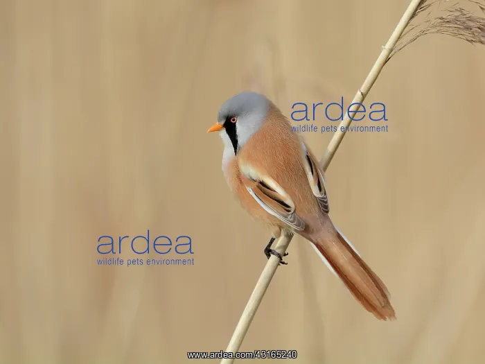  : Bearded Tit