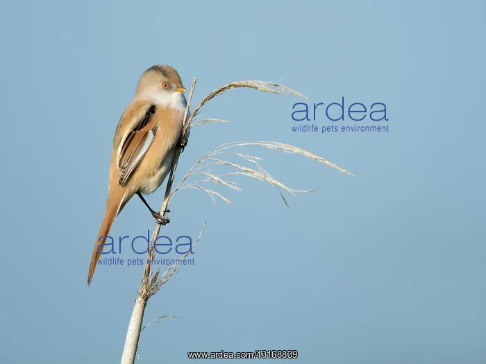 : Bearded Tit : Bearded Tit