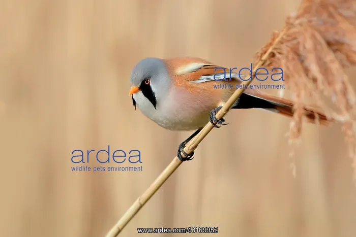 : Bearded Tit : Bearded Tit