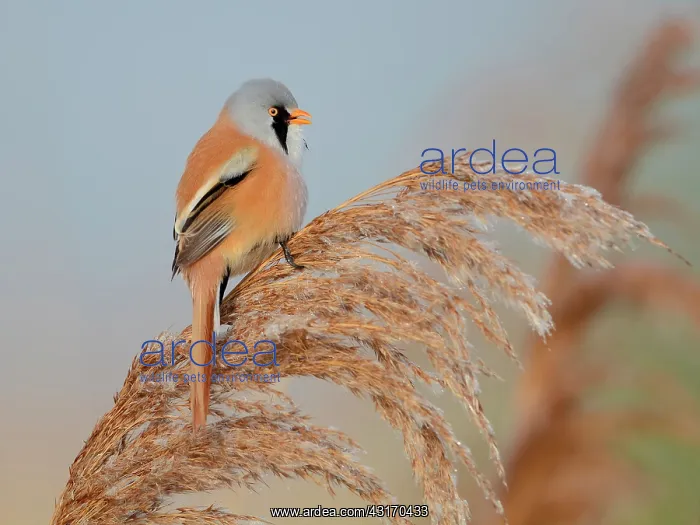 : Bearded Tit : Bearded Tit