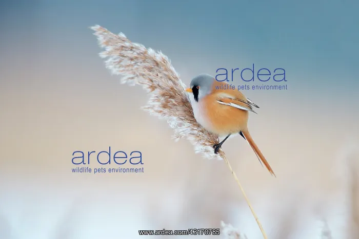 : Bearded Tit : Bearded Tit