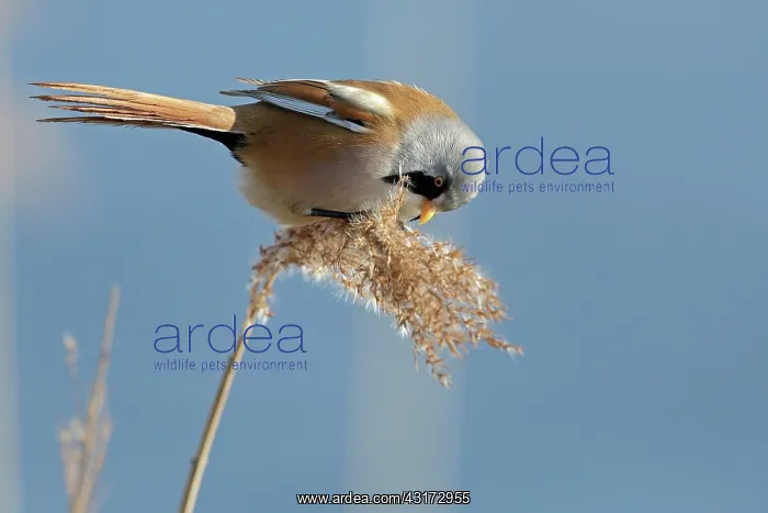 : Bearded Tit : Bearded Tit