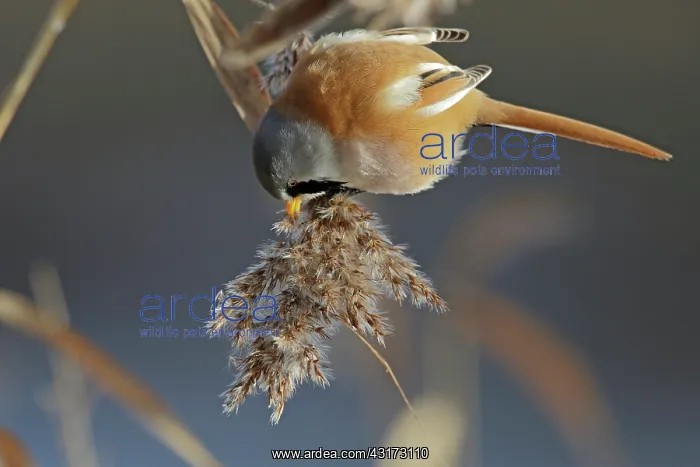 : Bearded Tit : Bearded Tit