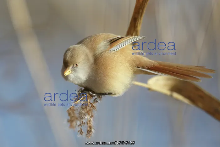 : Bearded Tit : Bearded Tit