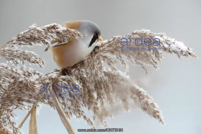 : Bearded Tit : Bearded Tit