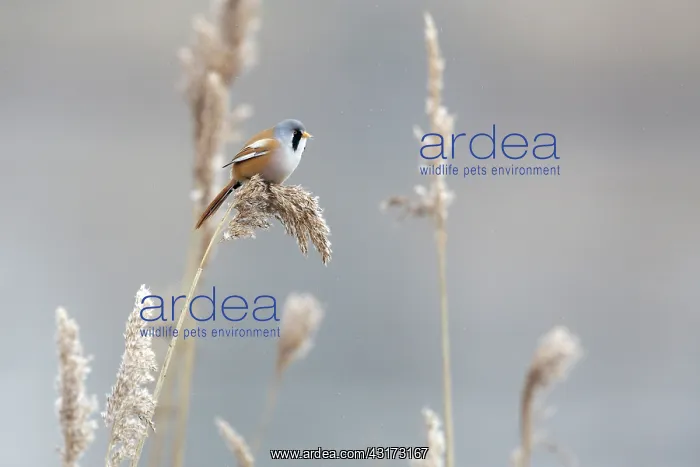 : Bearded Tit : Bearded Tit