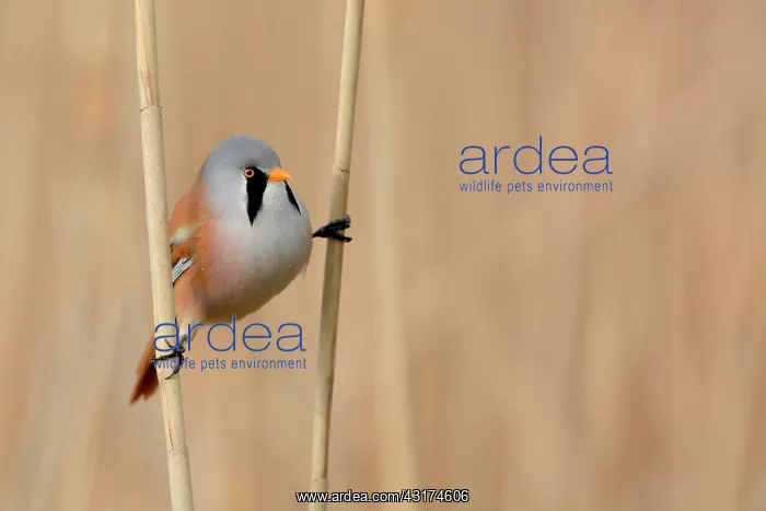 : Bearded Tit : Bearded Tit