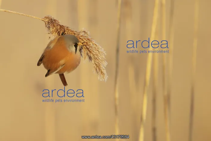  : Bearded Tit