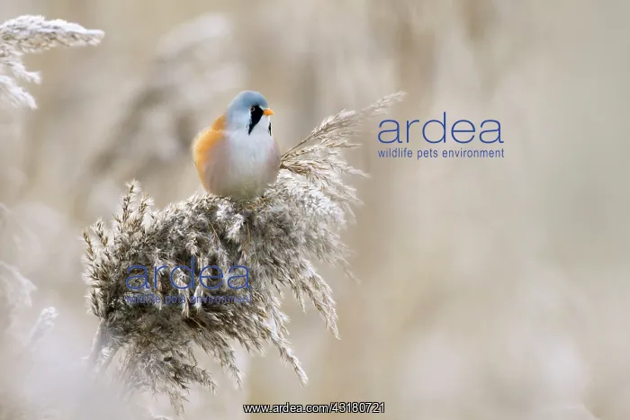 : Bearded Tit : Bearded Tit