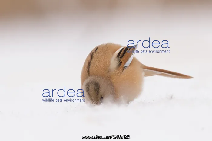 : Bearded Tit : Bearded Tit