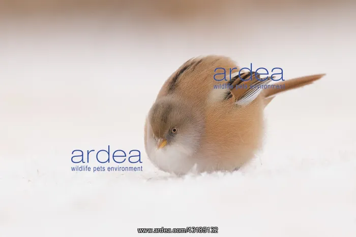  : Bearded Tit