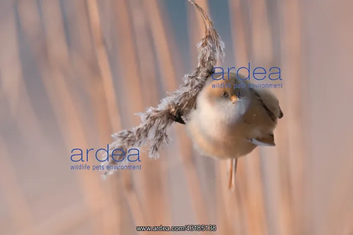 : Bearded Tit : Bearded Tit