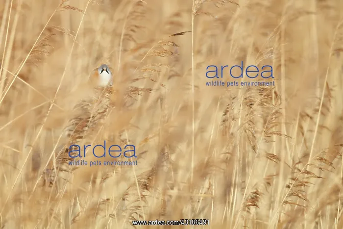 : Bearded Tit : Bearded Tit