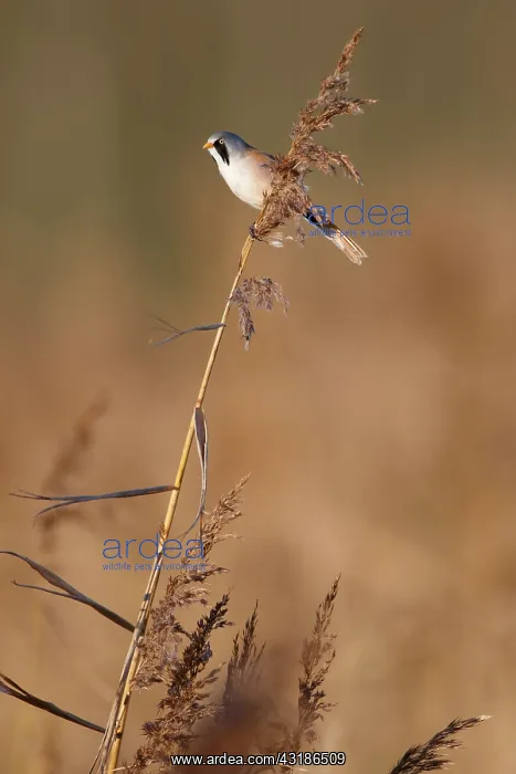 : Bearded Tit : Bearded Tit