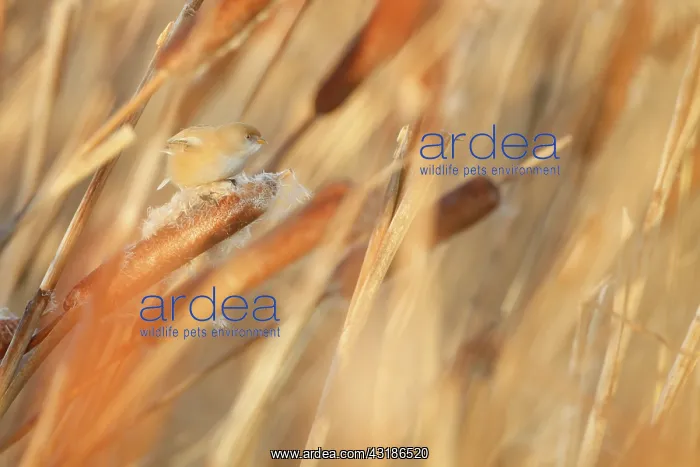  : Bearded Tit