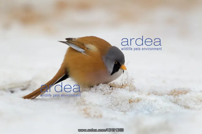 : Bearded Tit : Bearded Tit