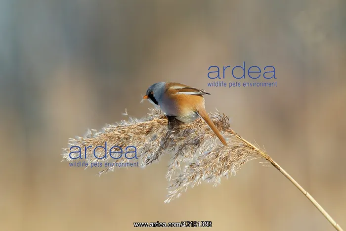 : Bearded Tit : Bearded Tit