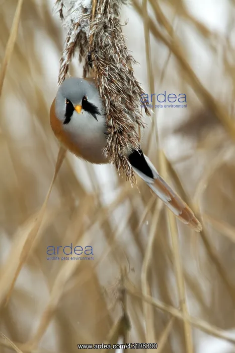 : Bearded Tit : Bearded Tit