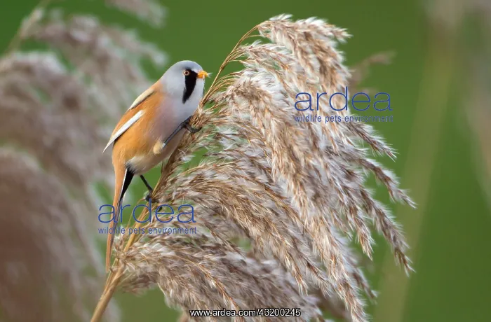 : Bearded Tit : Bearded Tit