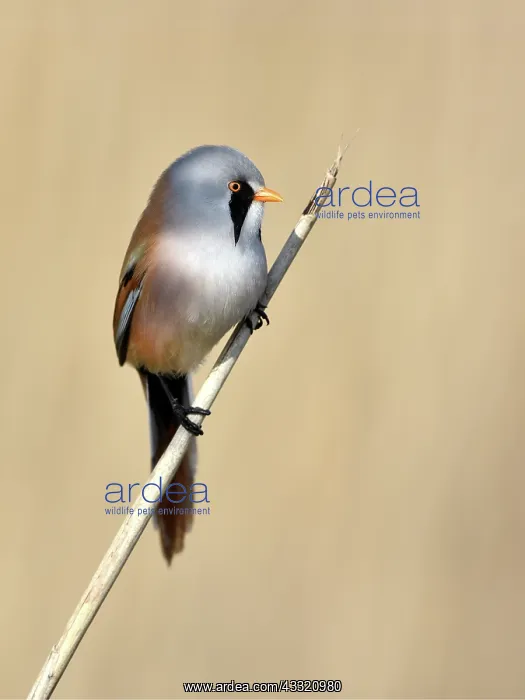 : Bearded Tit : Bearded Tit