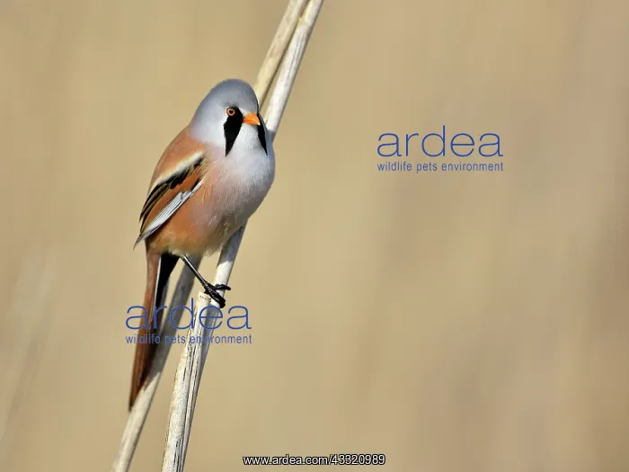 : Bearded Tit : Bearded Tit