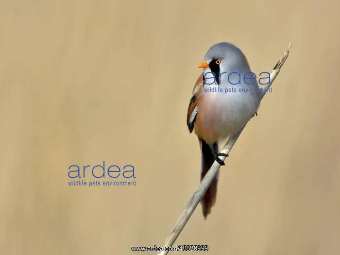  : Bearded Tit