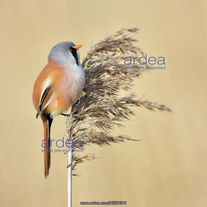  : Bearded Tit