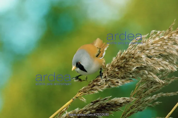 : BEARDED TIT / BEARDED REEDLING : BEARDED TIT / BEARDED REEDLING