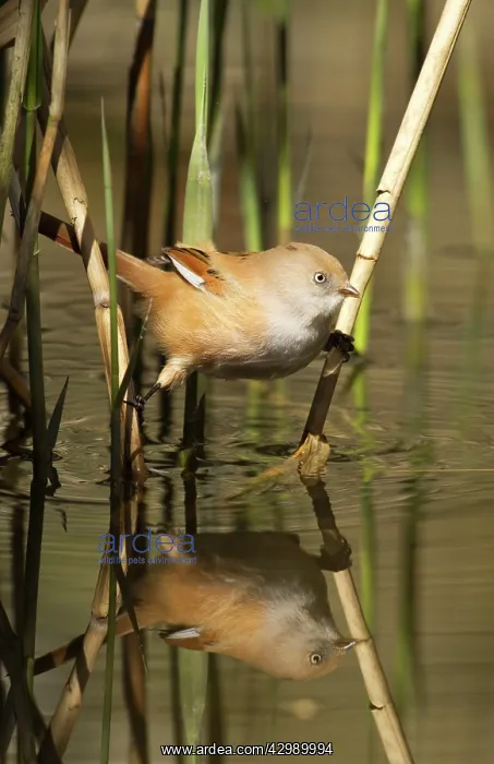 : Bearded Tit / Bearded Reedling : Bearded Tit / Bearded Reedling