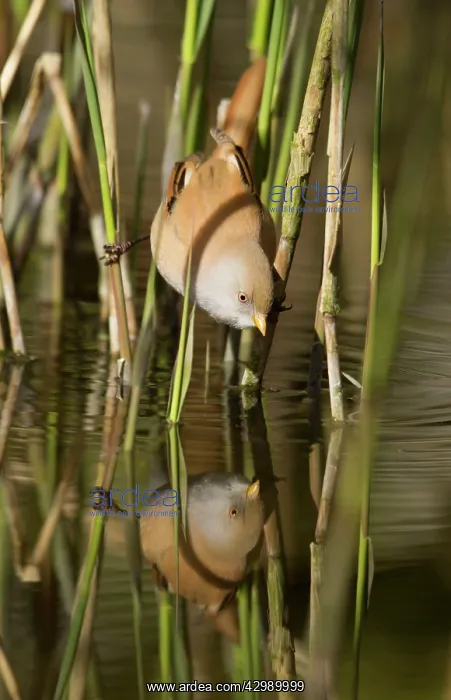 : Bearded Tit / Bearded Reedling : Bearded Tit / Bearded Reedling