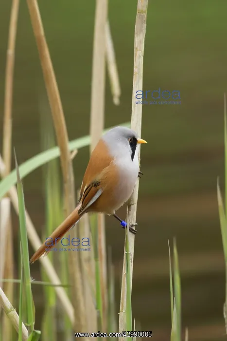 : Bearded Tit / Bearded Reedling : Bearded Tit / Bearded Reedling