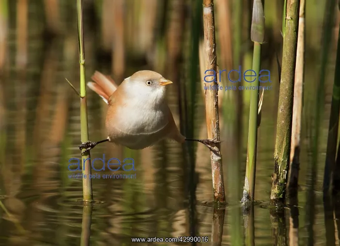: Bearded Tit / Bearded Reedling : Bearded Tit / Bearded Reedling