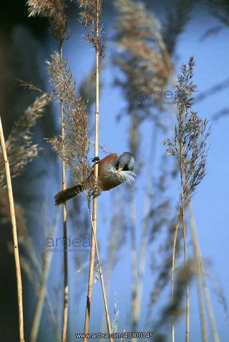 : BEARDED TIT / BEARDED REEDLING - Collecting feathers : BEARDED TIT / BEARDED REEDLING - Collecting feathers