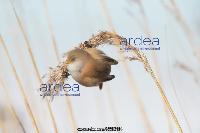 : Bearded Tit, Bearded Reedling - female hanging on : Bearded Tit, Bearded Reedling - female hanging on