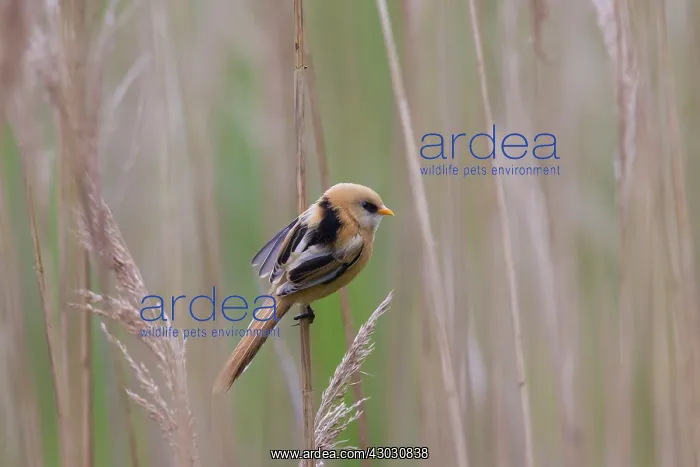 : Bearded Tit / Bearded Reedling juvenile clinging : Bearded Tit / Bearded Reedling juvenile clinging