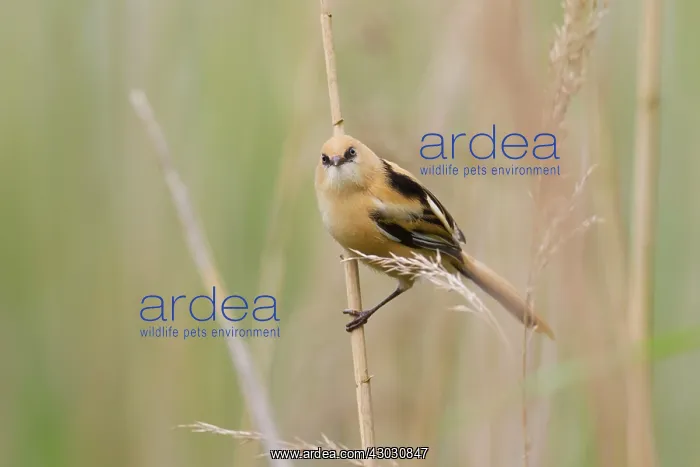 : Bearded Tit / Bearded Reedling juvenile clinging : Bearded Tit / Bearded Reedling juvenile clinging