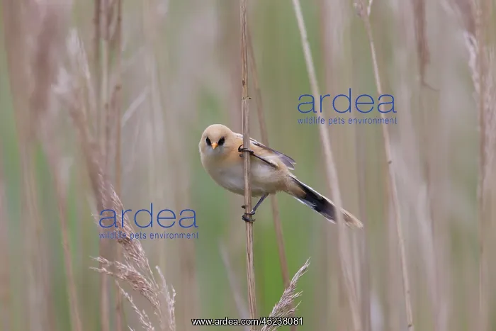 : Bearded Tit / Bearded Reedling juvenile clinging : Bearded Tit / Bearded Reedling juvenile clinging