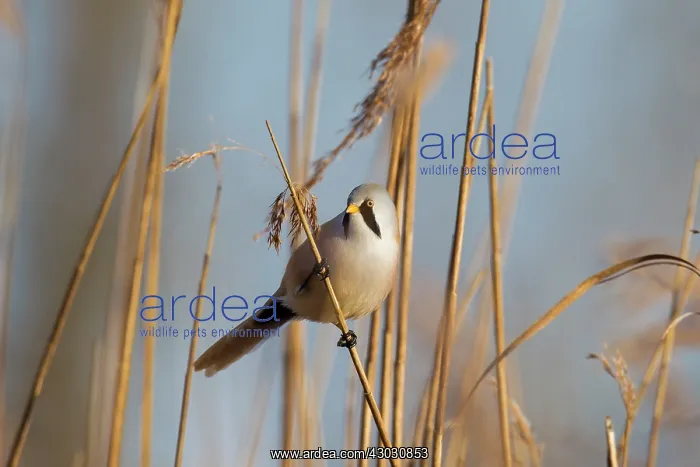 : Bearded Tit / Bearded Reedling male clinging to a reed stem : Bearded Tit / Bearded Reedling male clinging to a reed stem