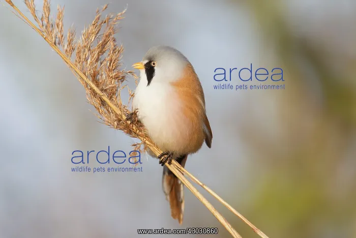 : Bearded Tit / Bearded Reedling male clinging to a reed stem : Bearded Tit / Bearded Reedling male clinging to a reed stem