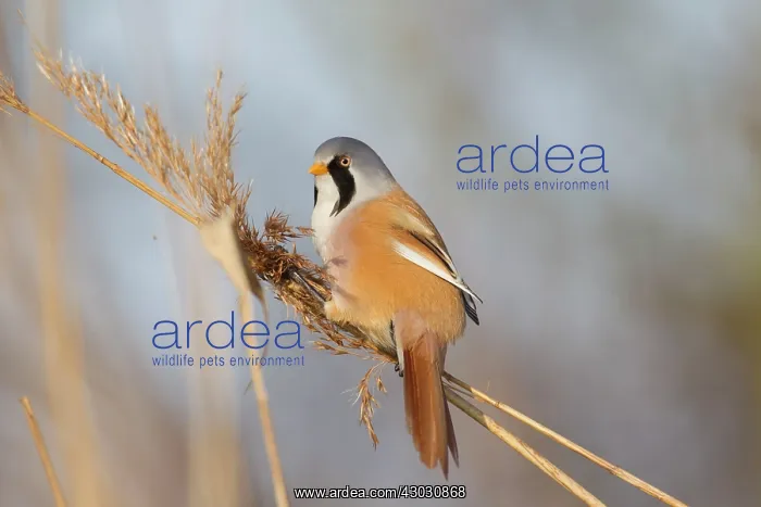 : Bearded Tit / Bearded Reedling male clinging to a reed stem : Bearded Tit / Bearded Reedling male clinging to a reed stem