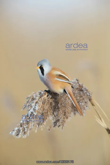 : Bearded Tit, Bearded Reedling - male hanging on : Bearded Tit, Bearded Reedling - male hanging on