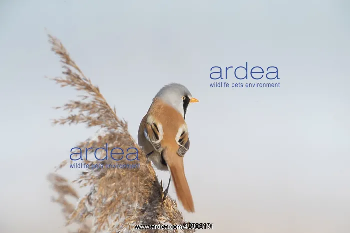 : Bearded Tit, Bearded Reedling - male hanging on : Bearded Tit, Bearded Reedling - male hanging on