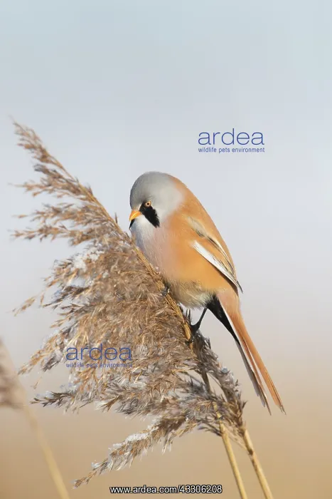 : Bearded Tit, Bearded Reedling - male hanging on : Bearded Tit, Bearded Reedling - male hanging on